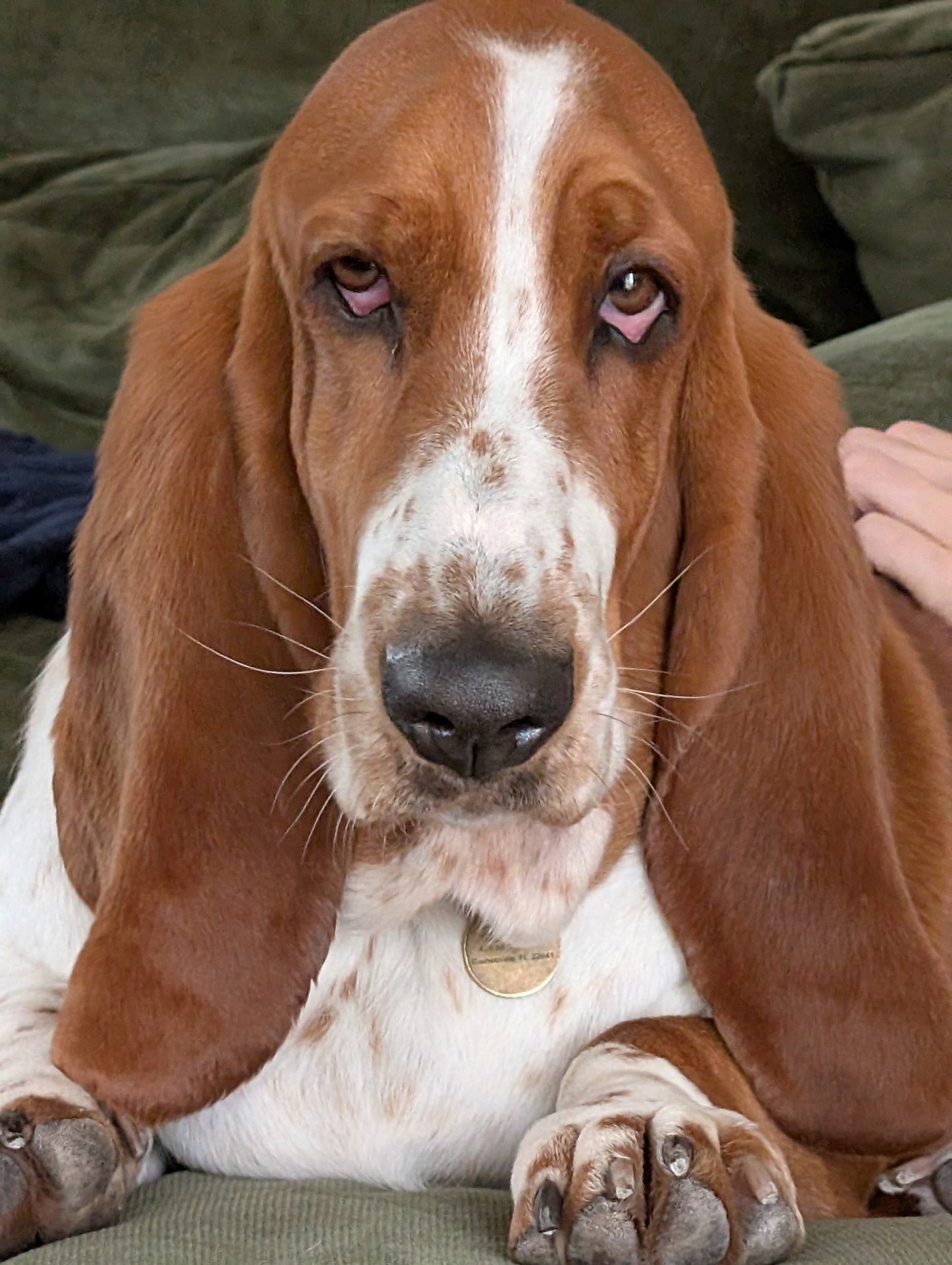 Custom Coaster Example - Basset Hound