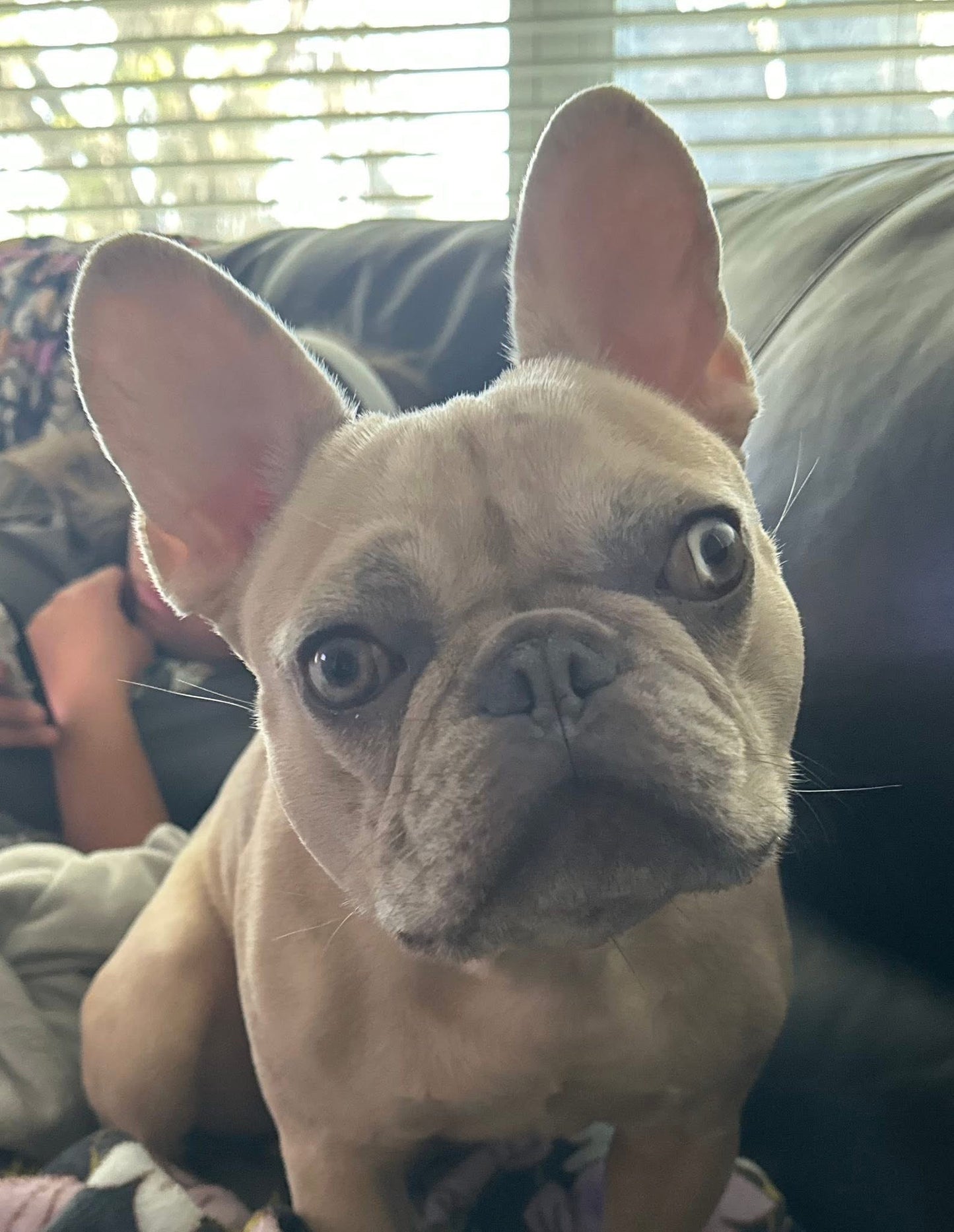 Custom Coaster Example - French Bulldog