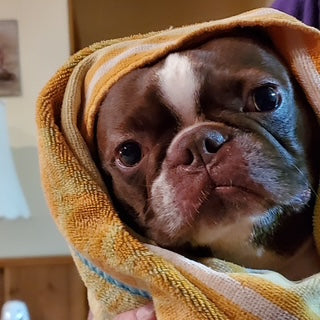 Custom Coaster Example - Boston Terrier in Blanket